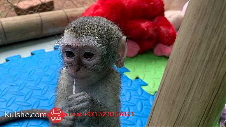 Capuchin monkeys for sale near me in UAE - صورة 1