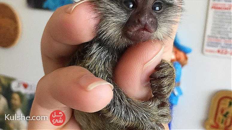 marmoset monkeys for sale in UAE - صورة 1