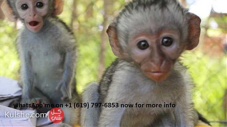 Capuchin monkeys for sale in United Arab Emirates - صورة 1