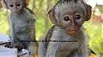 Capuchin monkeys for sale in United Arab Emirates - صورة 2