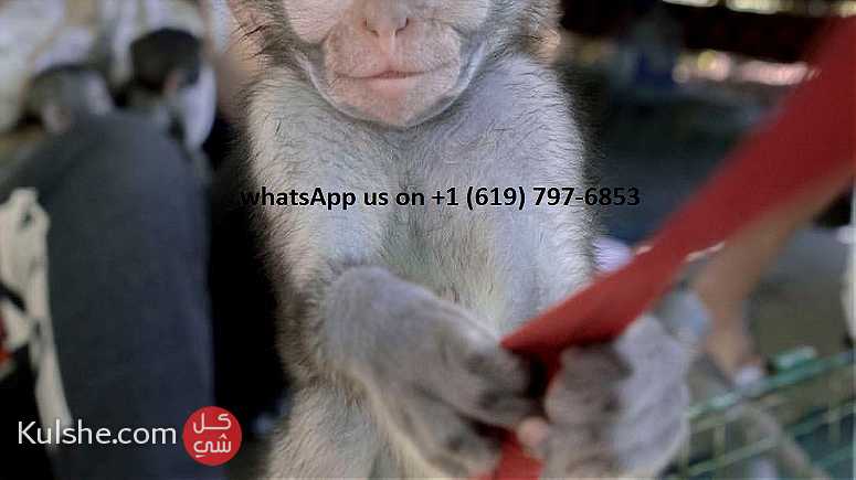 Capuchin monkeys for sale in UAE - صورة 1