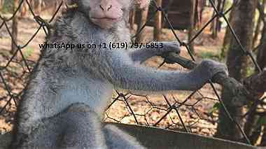 males and females Capuchin monkeys for sale in UAE