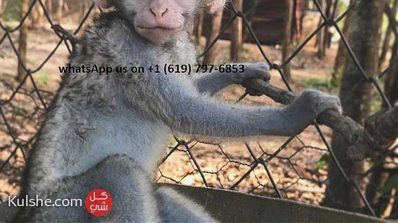 males and females Capuchin monkeys for sale in UAE - صورة 1