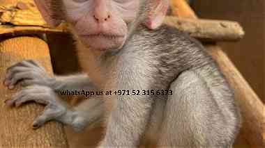 males and females Capuchin monkeys for sale in united Arab emirates