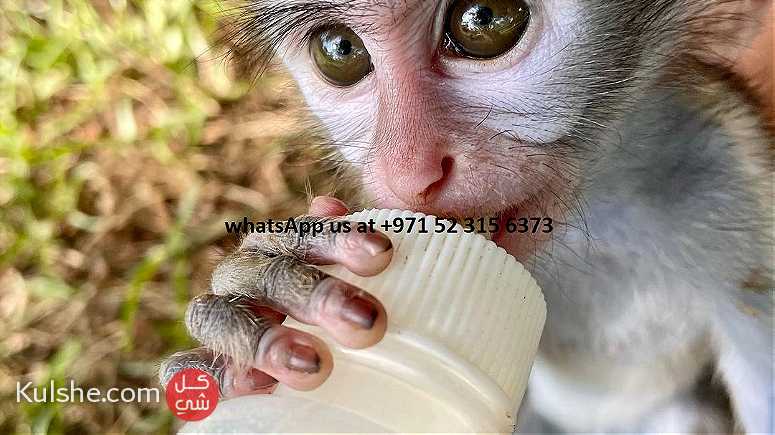 Capuchin monkeys for sale near me IN UAE - صورة 1