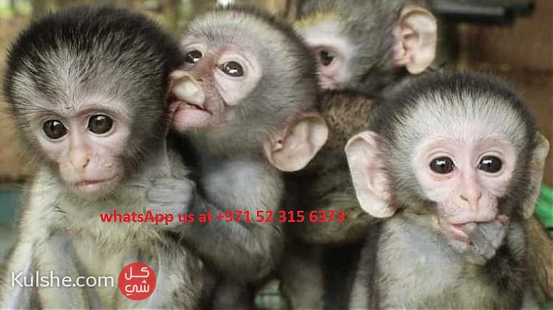 Healthy Capuchin monkeys for sale in UAE - صورة 1