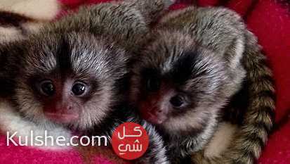 Pygmy marmoset monkeys for sale in UAE - صورة 1