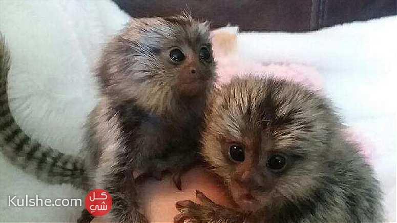 Pygmy marmoset monkeys for sale in united Arab emirates - Image 1