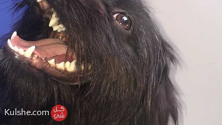 كلبة بيشون سوداء للبيع في سلا رباط و قنيطرة - Image 1