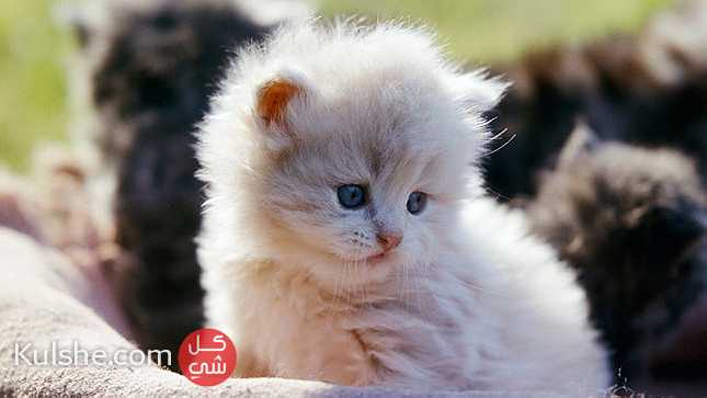 House  broken Persian Kitten for Sale - Image 1