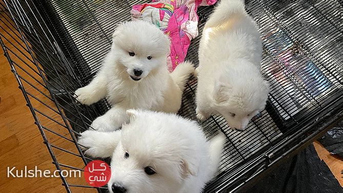 Samoyed Puppies - Image 1