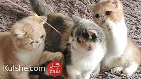Exotic kittens for a good home - Image 1