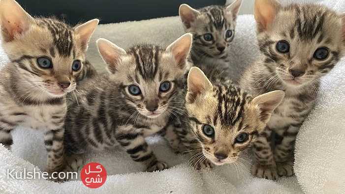 Bengal kittens for sale. - صورة 1