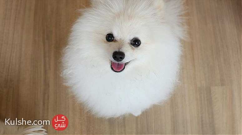 Pomeranian for sale in abu dhabi - صورة 1