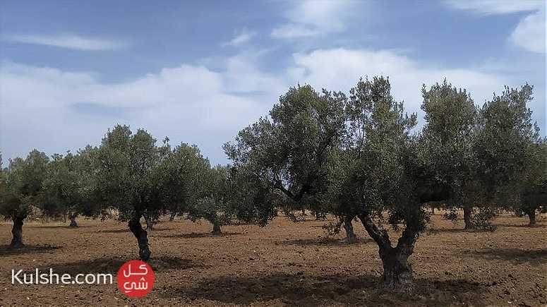 أرض فلاحية للبيع في هرقلة قريب جدا من العمران - Image 1