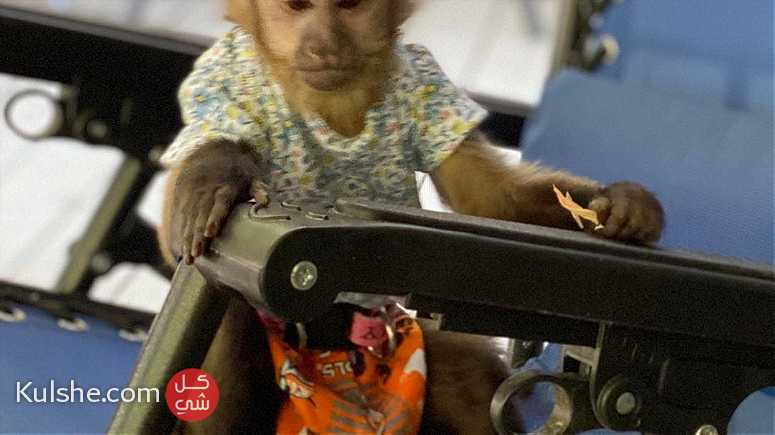 Adorable  Capuchin Monkeys for Sale - Image 1
