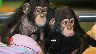 Home Trained Chimpanzee Monkeys for Sale