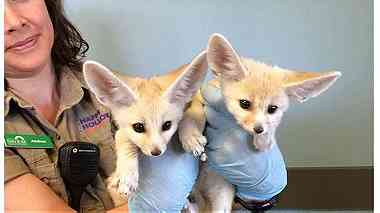 Well Trained Registered Fennec fox for sale
