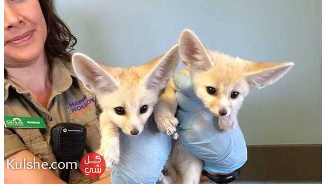 Well Trained Registered Fennec fox for sale - صورة 1