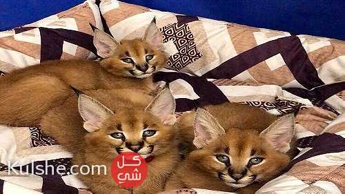 Cute Caracal Kittens for Sale - Image 1