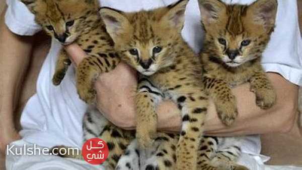 Beautiful Serval Kittens for sale - صورة 1