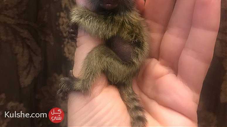 Pygmy marmoset monkeys for sale in UAE - Image 1