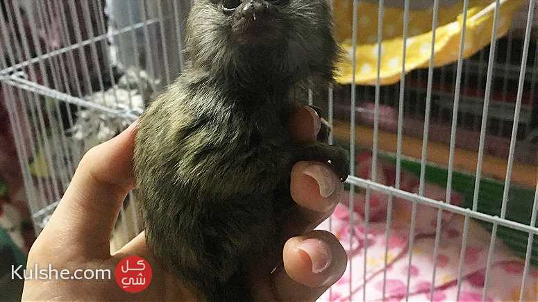 Pygmy marmoset monkeys for sale in united Arab emirates - صورة 1