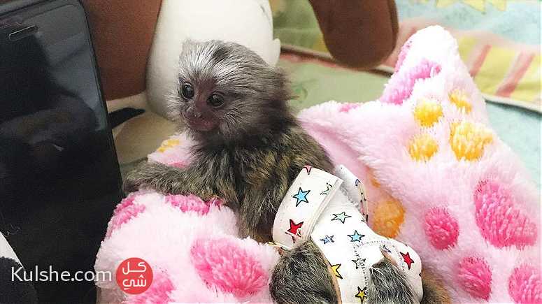 Finger marmoset monkeys for sale in united Arab emirates - صورة 1
