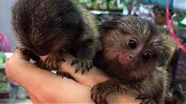 male and female Pygmy marmoset monkeys for sale in UAE