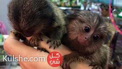 male and female Pygmy marmoset monkeys for sale in UAE - صورة 1