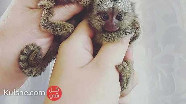 Healthy Pygmy marmoset monkeys for sale in UAE - صورة 1