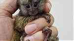 Finger marmoset monkeys for sale - صورة 1