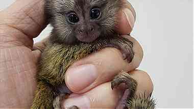 Finger marmoset monkeys for sale
