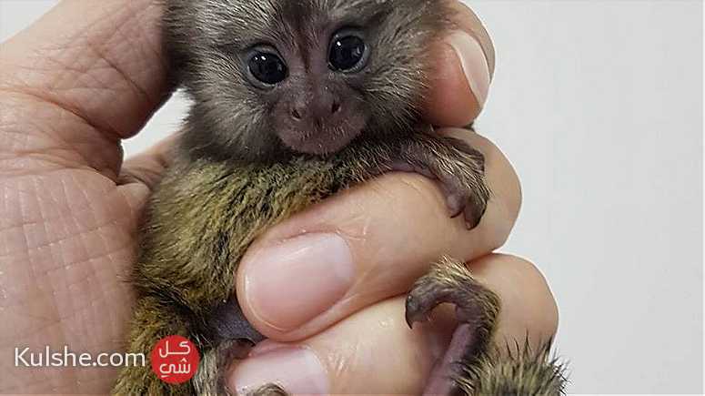 Finger marmoset monkeys for sale - صورة 1