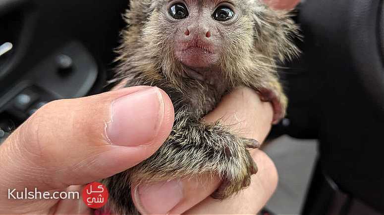 marmoset monkeys for sale in UAE - صورة 1