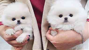 Males and Females Teacup Pomeranian puppies for sale in UAE