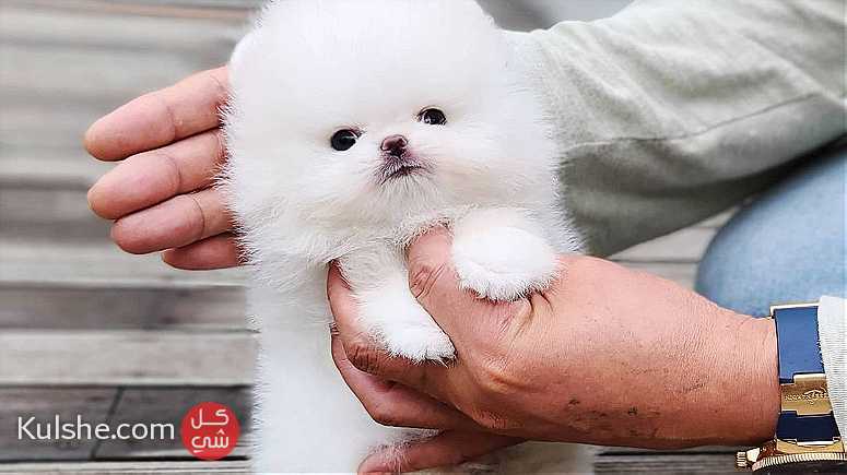 Males and Females Teacup Pomeranian puppies for sale in UAE - صورة 1