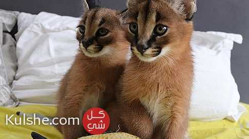 Lovely Caracal Kittens for Sale - صورة 1