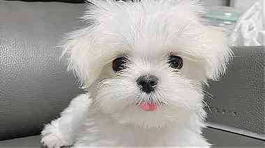 Beautiful Maltese puppies for good home