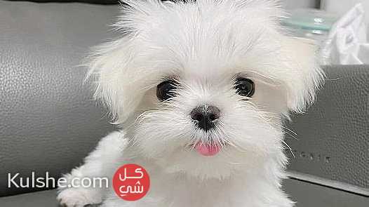 Beautiful Maltese puppies for good home - Image 1
