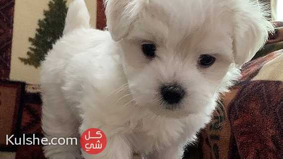 Sweet Maltese Puppies For Availabble - صورة 1