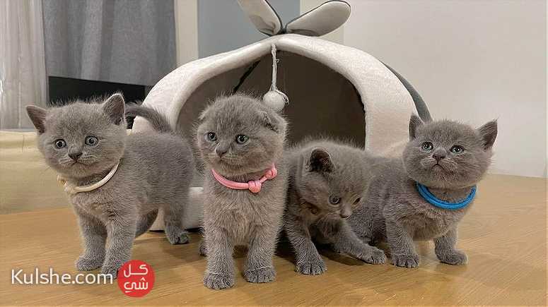 British shorthair kittens available - صورة 1