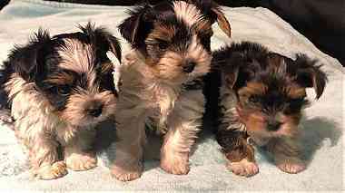 Yorkie puppy for sale