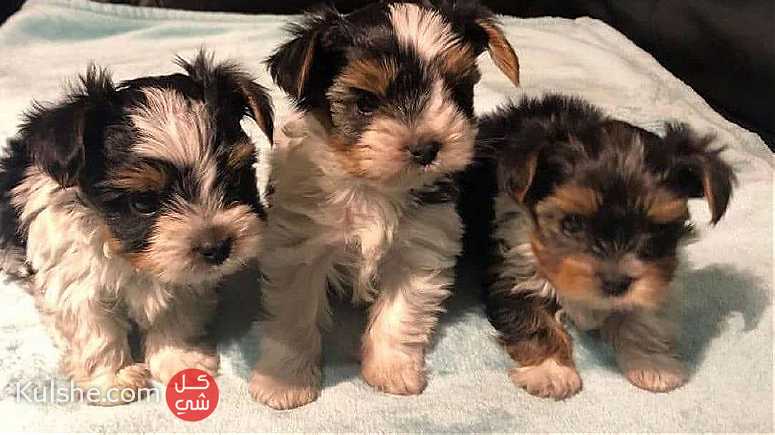 Yorkie puppy for sale - Image 1