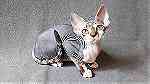 Devon Rex Kittens  available and  ready - صورة 1