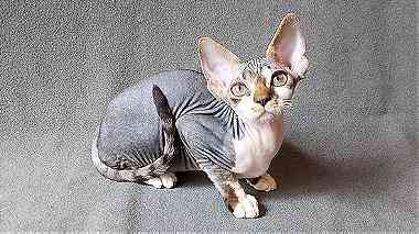 Devon Rex Kittens  available and  ready