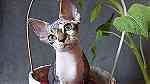 Devon Rex Kittens  available and  ready - صورة 2