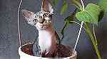 Devon Rex Kittens  available and  ready - صورة 3