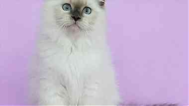 Sweet Siberian Kittens  available