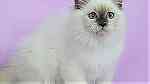 Sweet Siberian Kittens  available - صورة 3